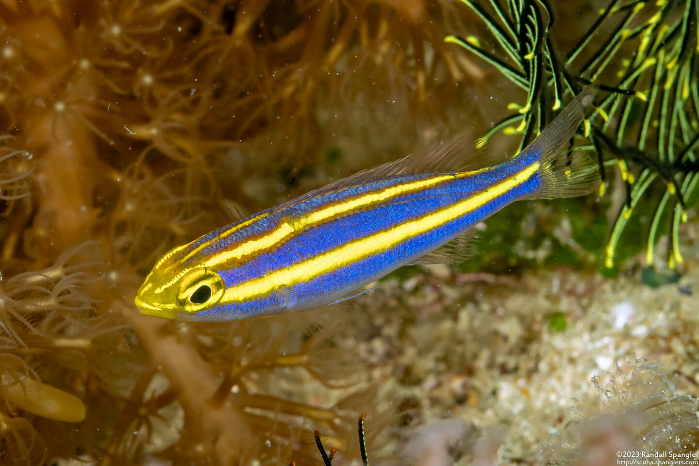 Pentapodus emeryii (Double Whiptail)