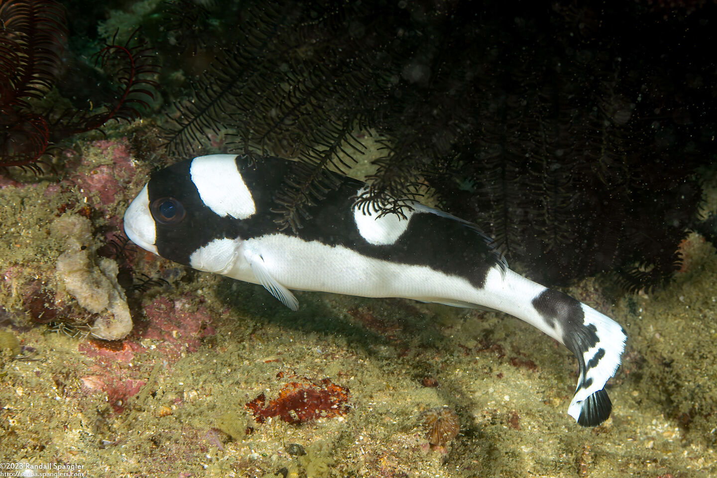 Plectorhinchus picus (Dotted Sweetlips)