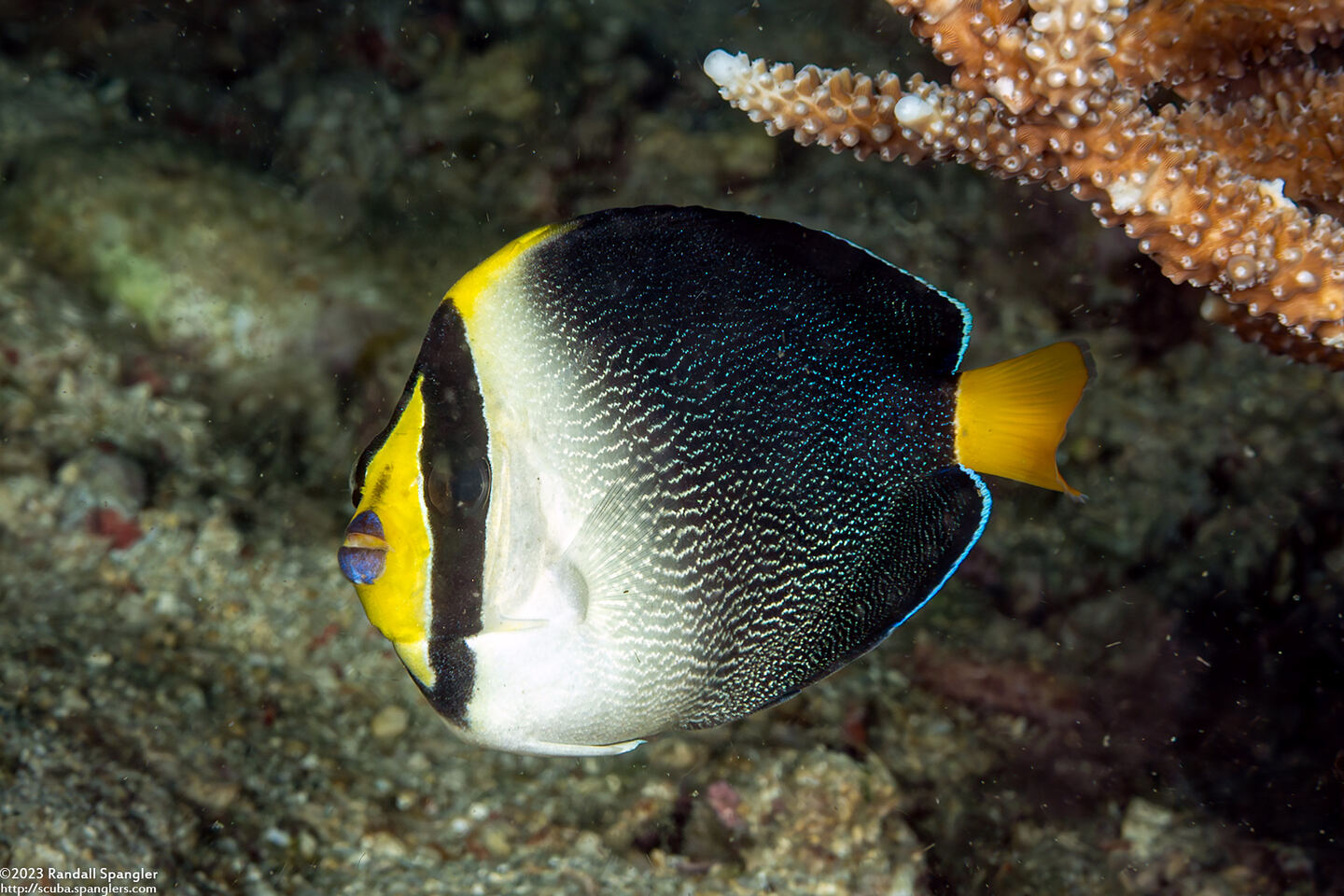 Chaetodontoplus mesoleucus (Vermiculated Angelfish)
