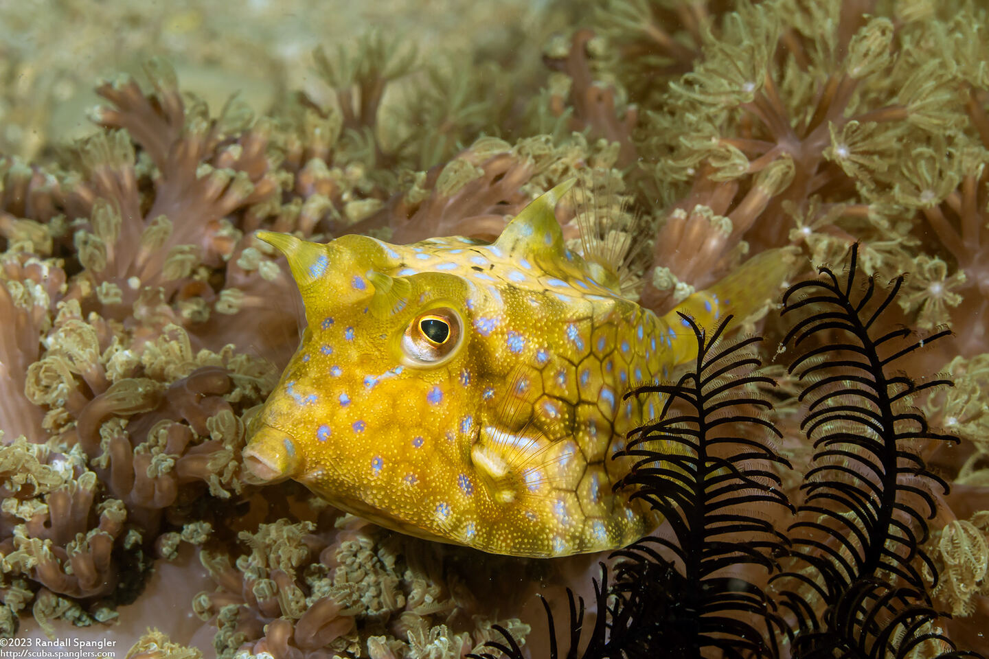 Lactoria fornasini (Thornback Cowfish)