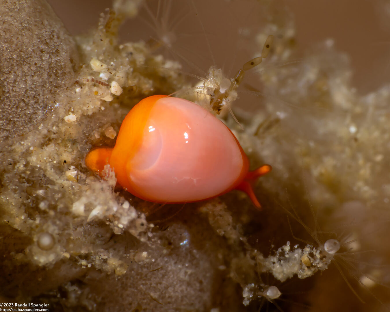 Crithe huna (Crithe Huna)