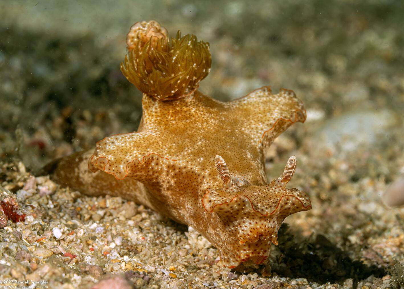 Ceratosoma gracillimum (Brilliant Ceratosoma)