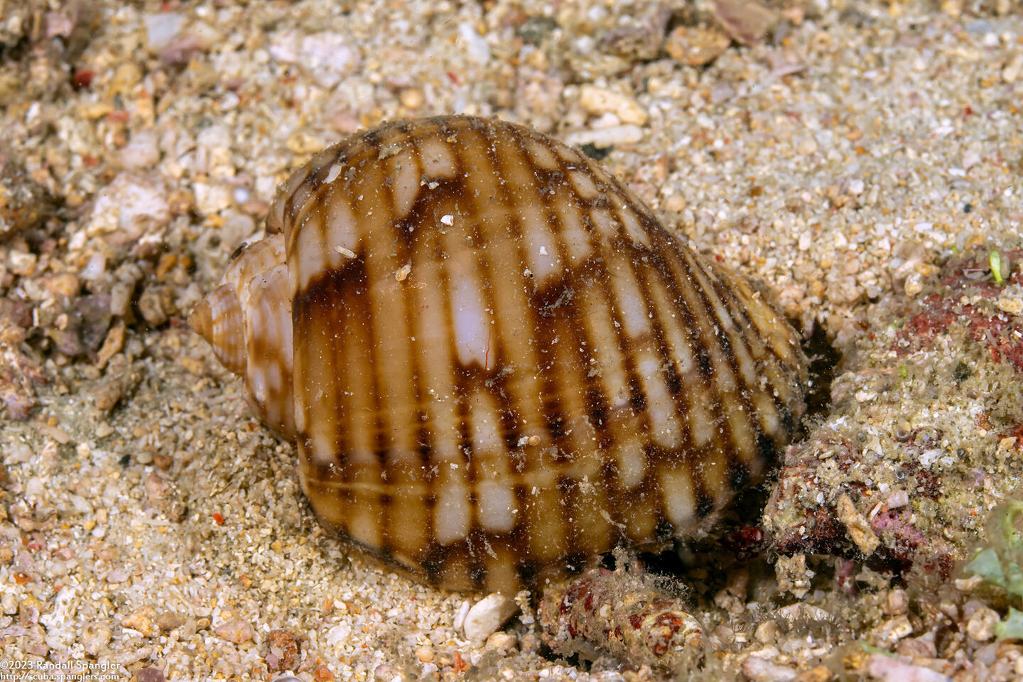 Tonna canaliculata (Channeled Tun)