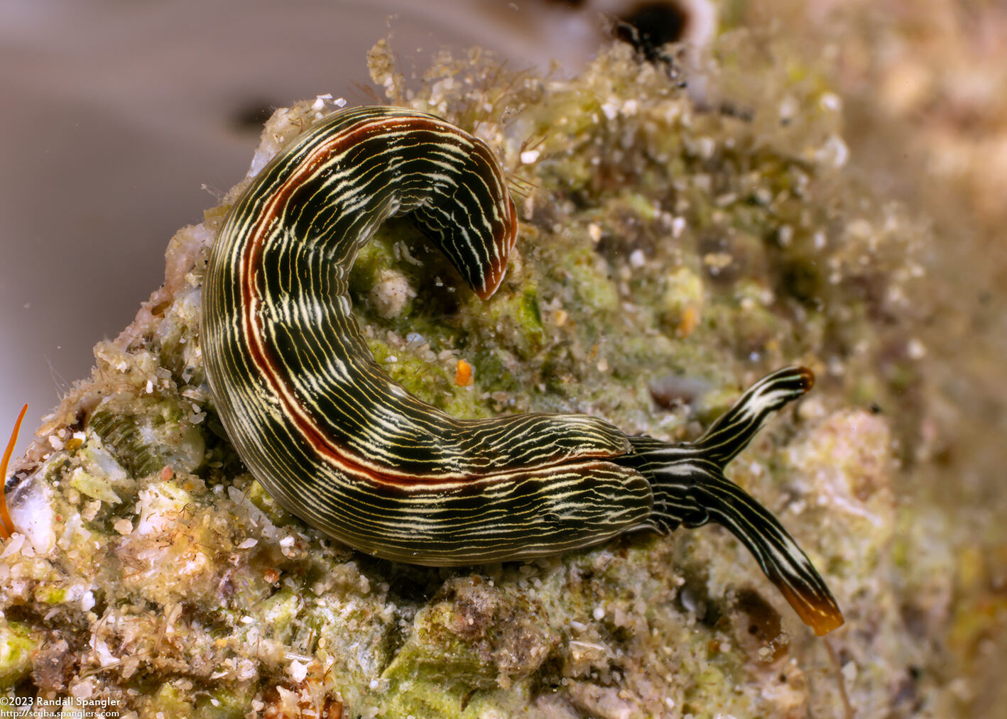 Thuridilla gracilis (Slender Sapsucking Slug)