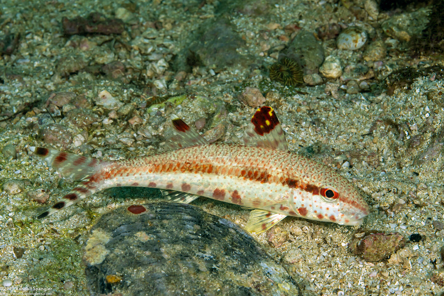 Upeneus tragula (Freckled Goatfish)