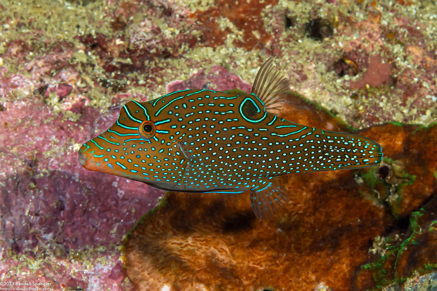 Canthigaster papua (Papuan Toby)