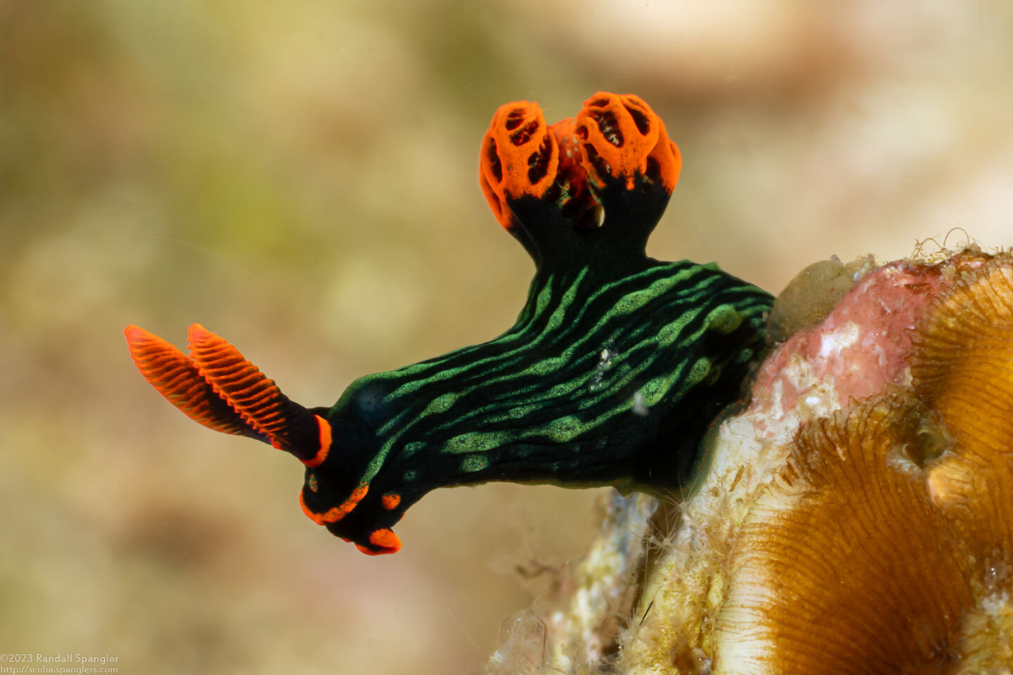 Nembrotha kubaryana (Kubaryana's Nembrotha)