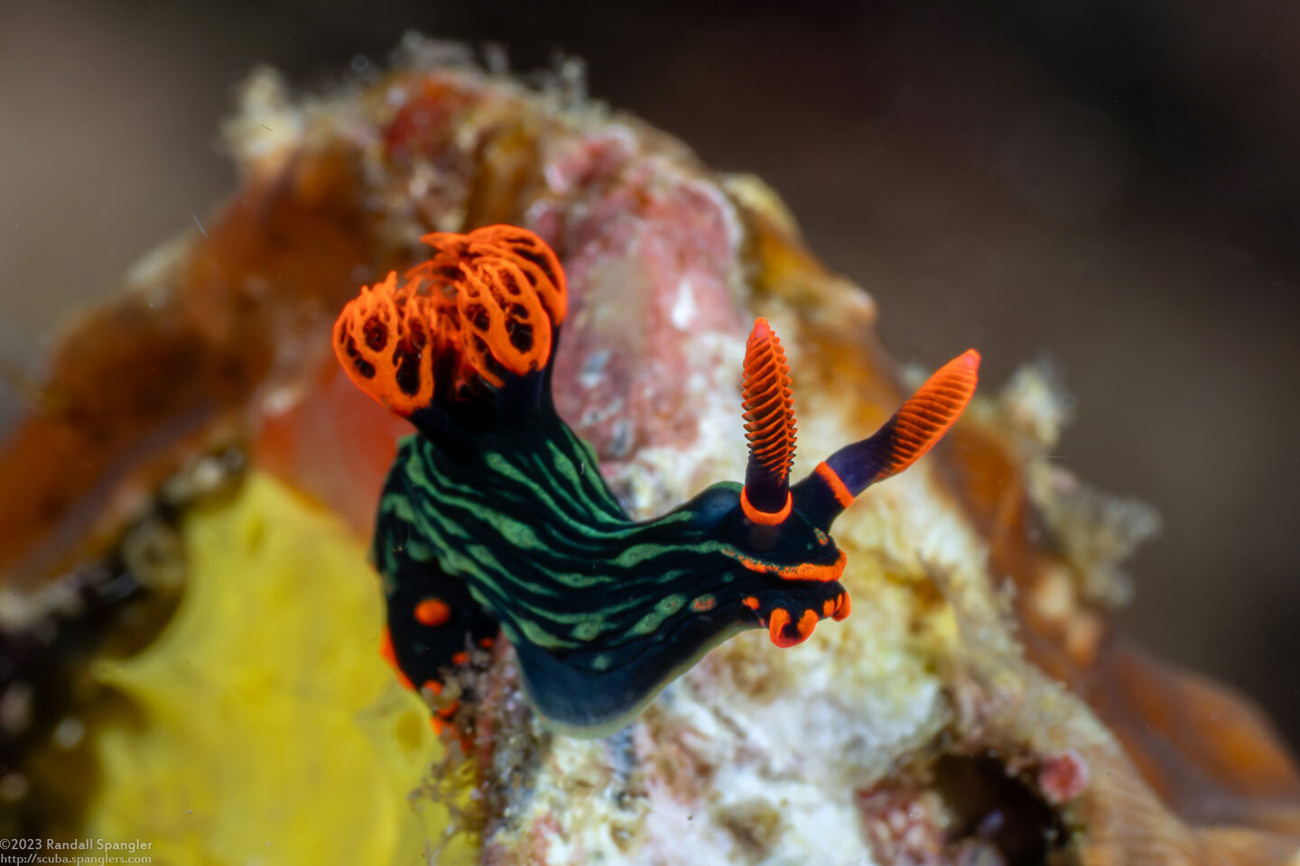 Nembrotha kubaryana (Kubaryana's Nembrotha)