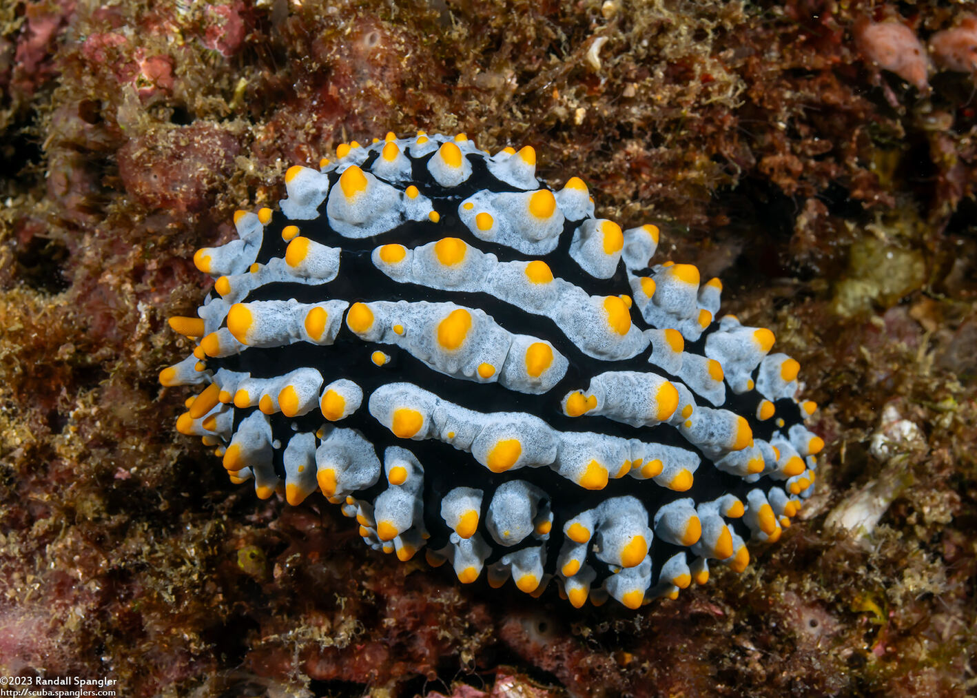 Phyllidia varicosa (Varicose Phyllidia)