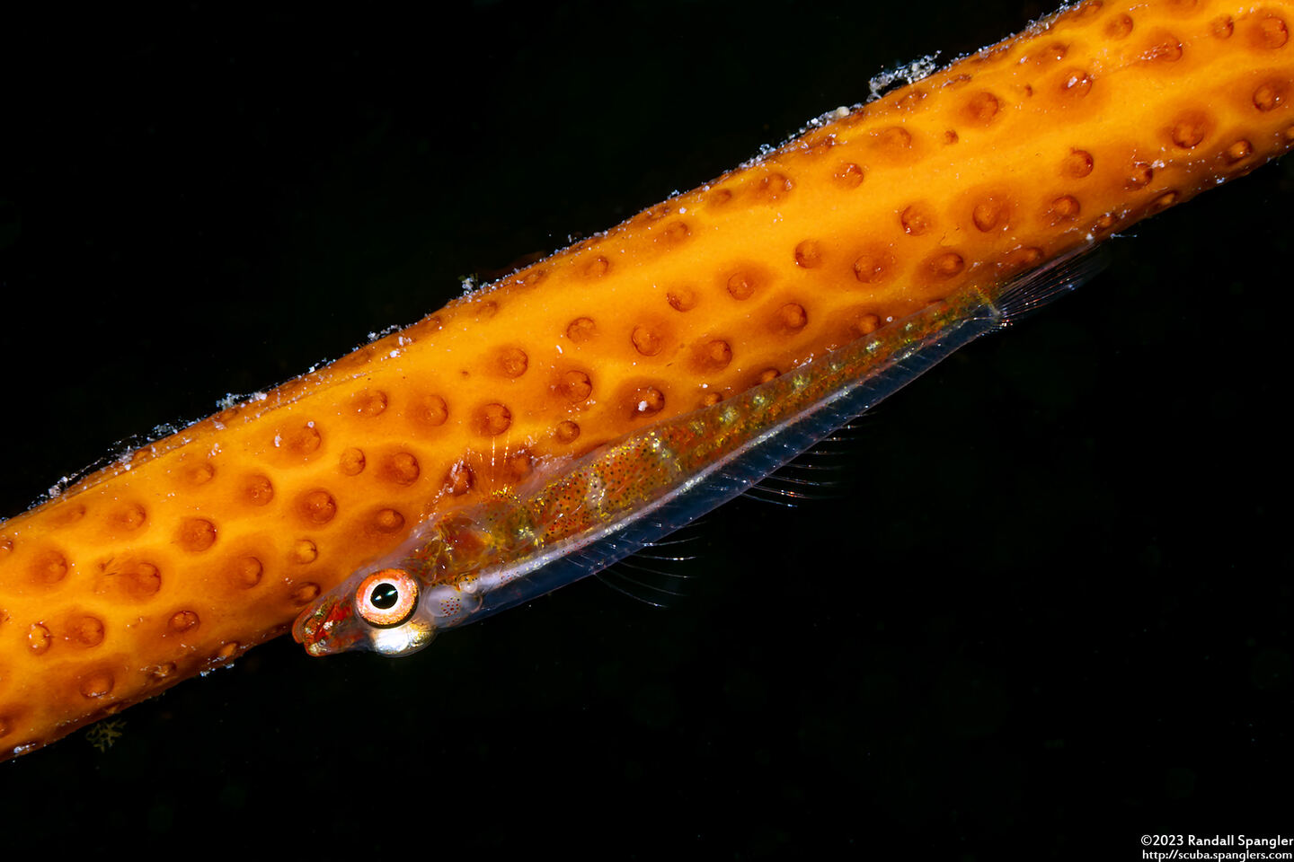 Bryaninops amplus (Large Whip Goby)