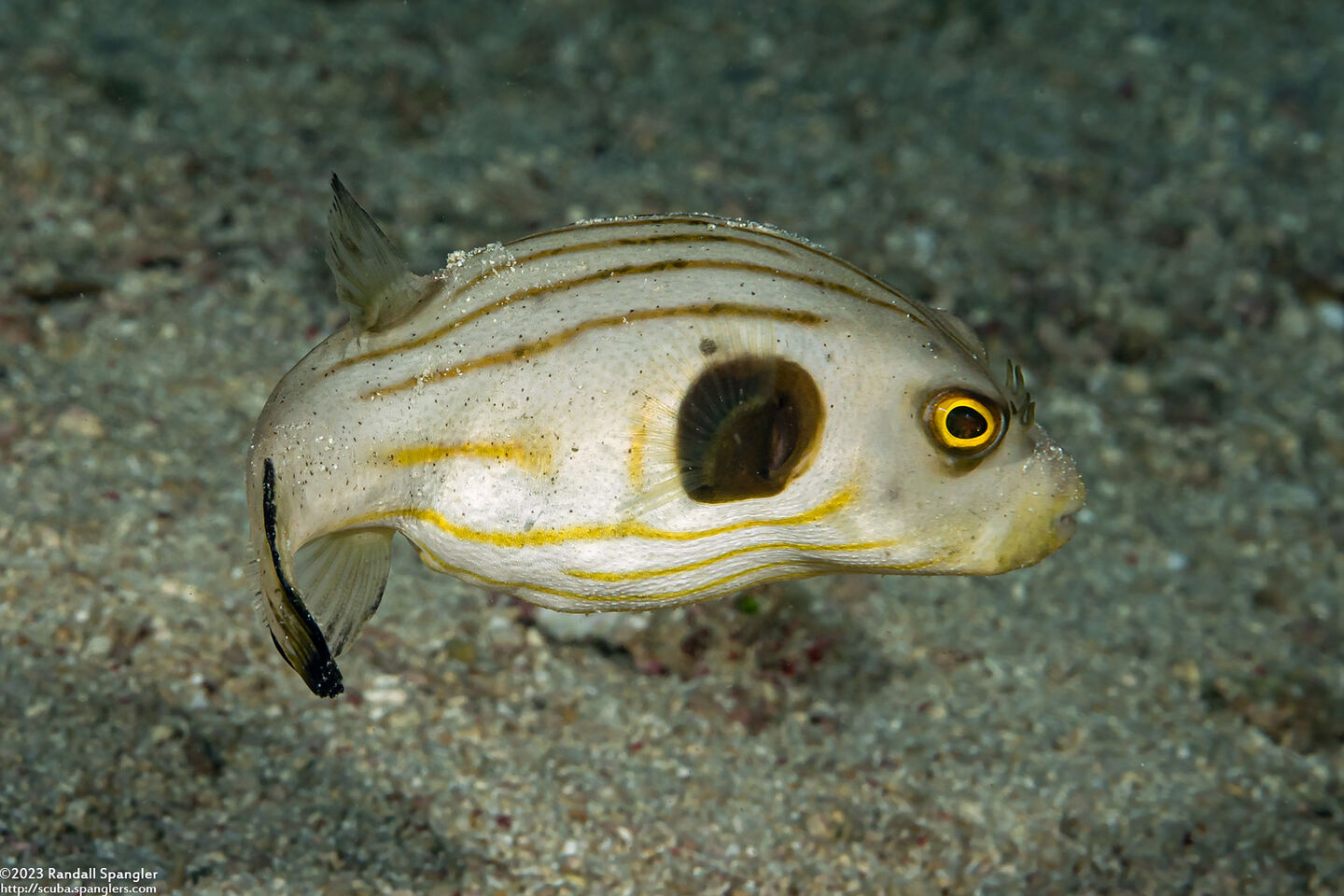 Arothron manilensis (Striped Puffer)