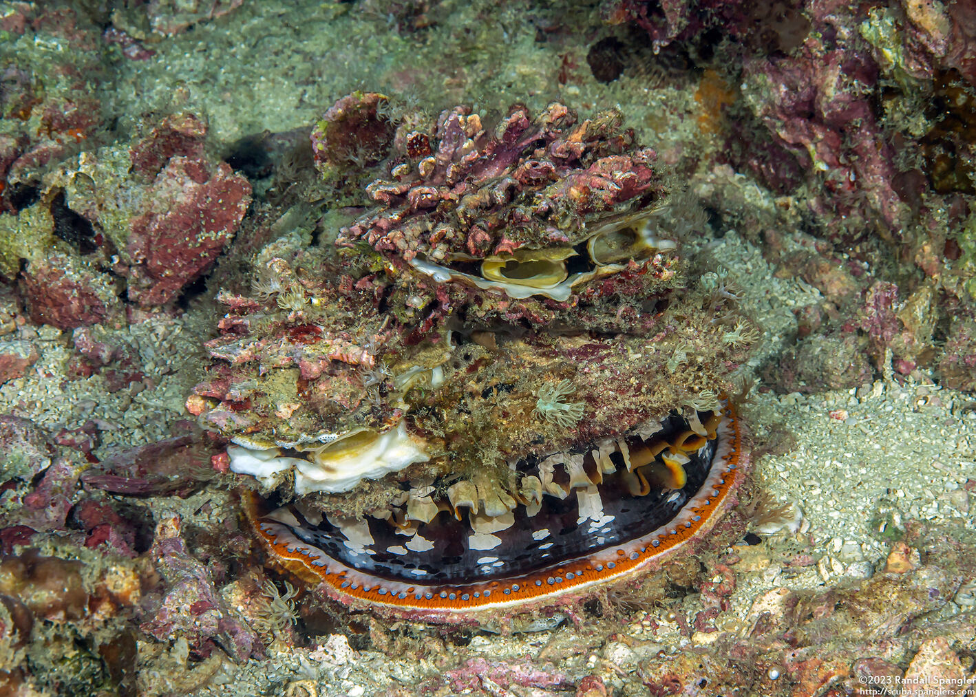 Spondylus sp.1 (Thorny Oyster)