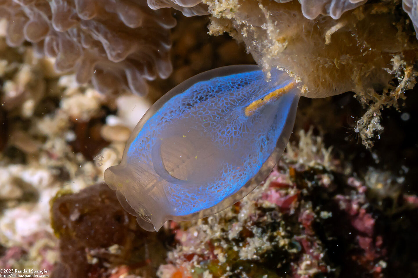 Rhopalaea crassa (Rhopalaea Crassa)