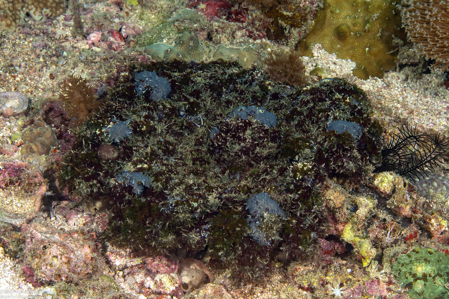 Phyllodiscus semoni (Mimic Anemone)