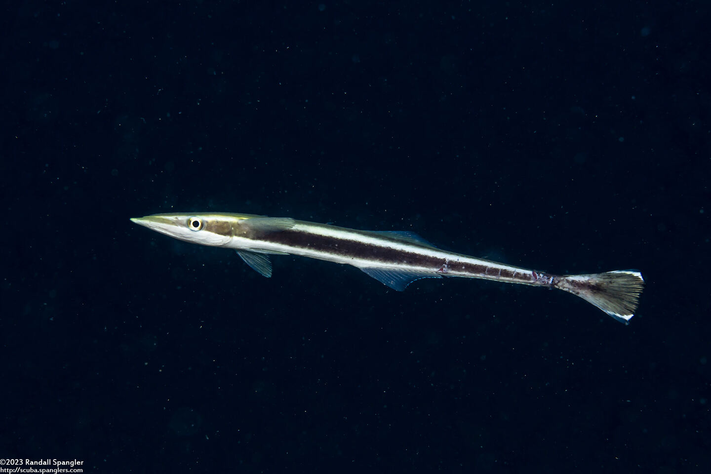 Echeneis naucrates (Sharksucker)