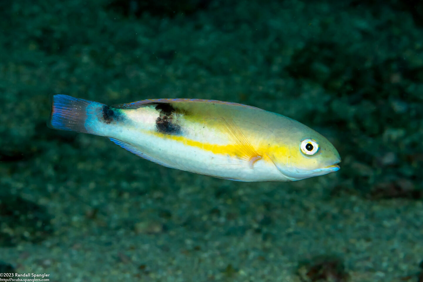 Choerodon jordani (Blackwedge Tuskfish)