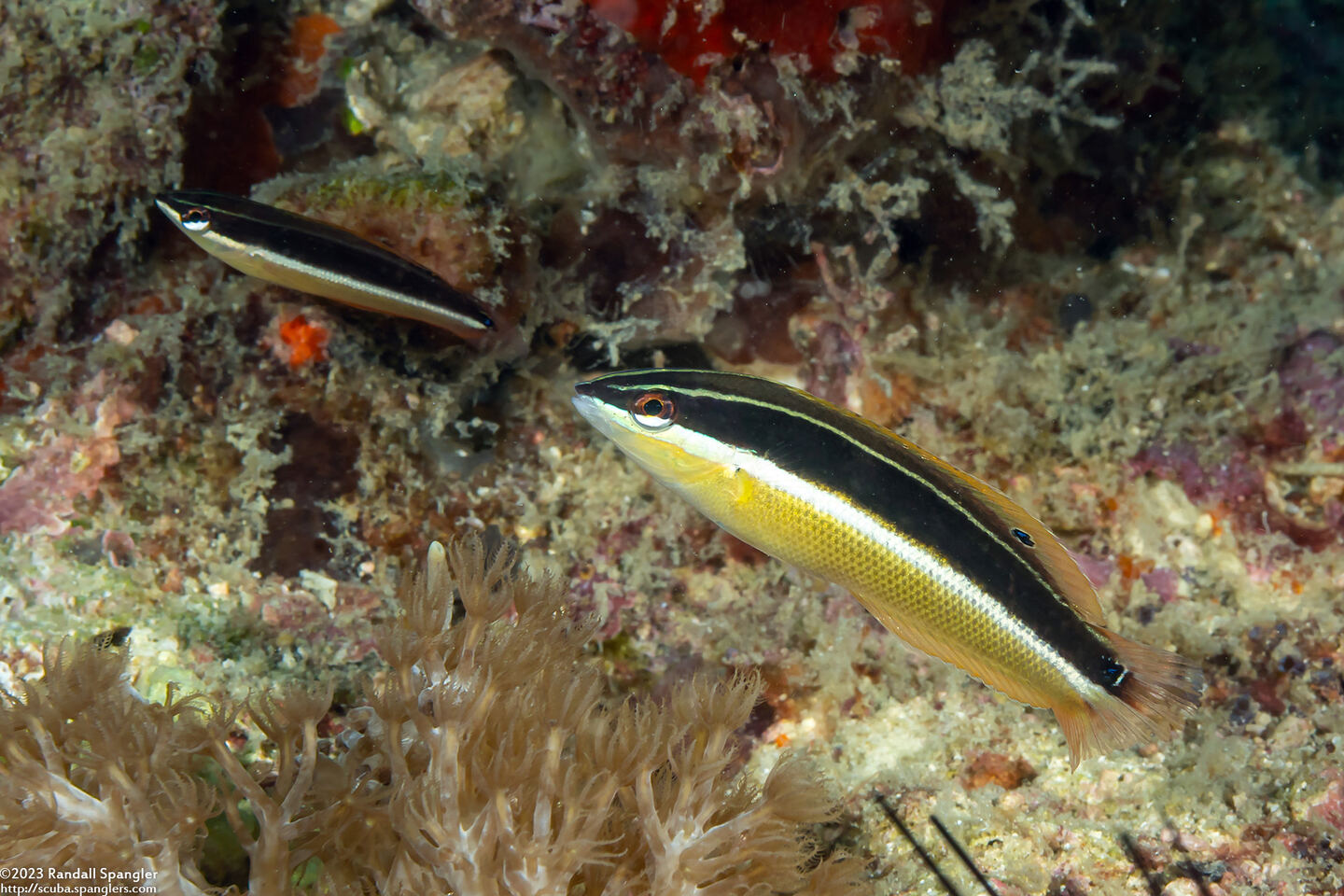 Coris pictoides (Blackstripe Coris)