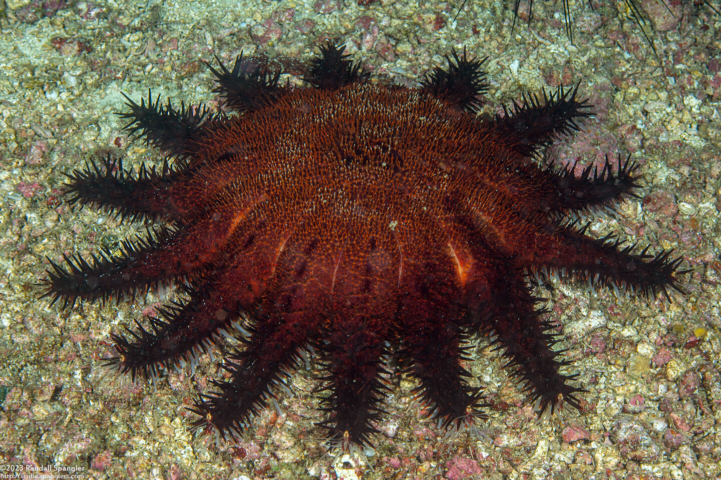 Acanthaster brevispinus (Short-Spined Crown-of-Thorns Star)