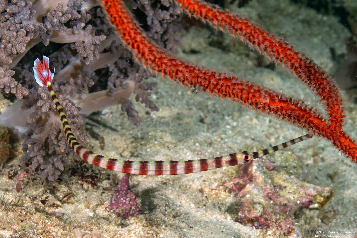 Dunckerocampus dactyliophorus (Ringed Pipefish)