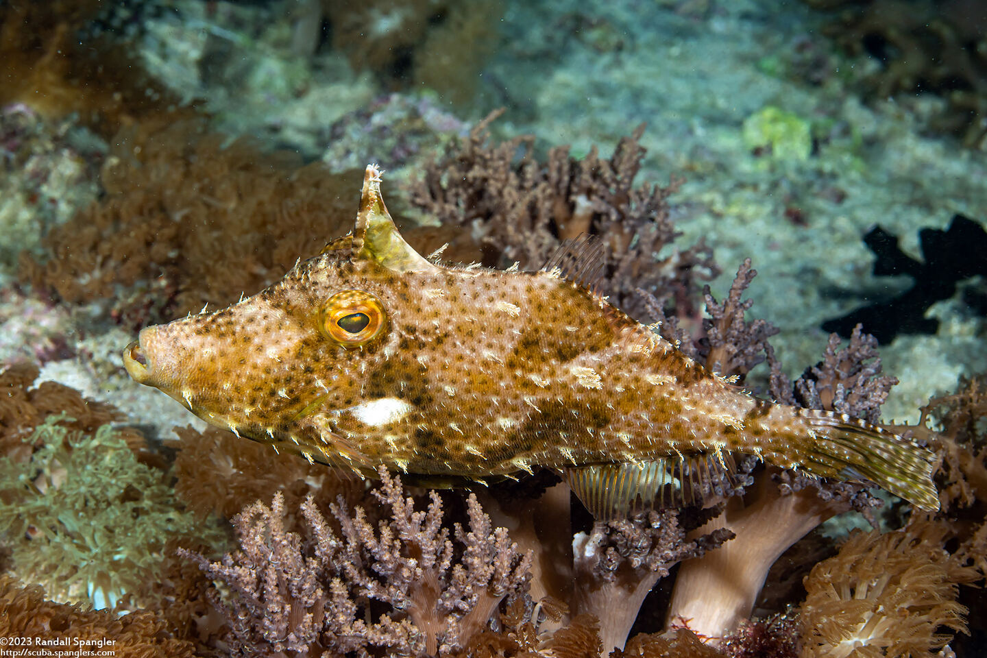 Pseudomonacanthus macrurus (Strapweed Filefish)