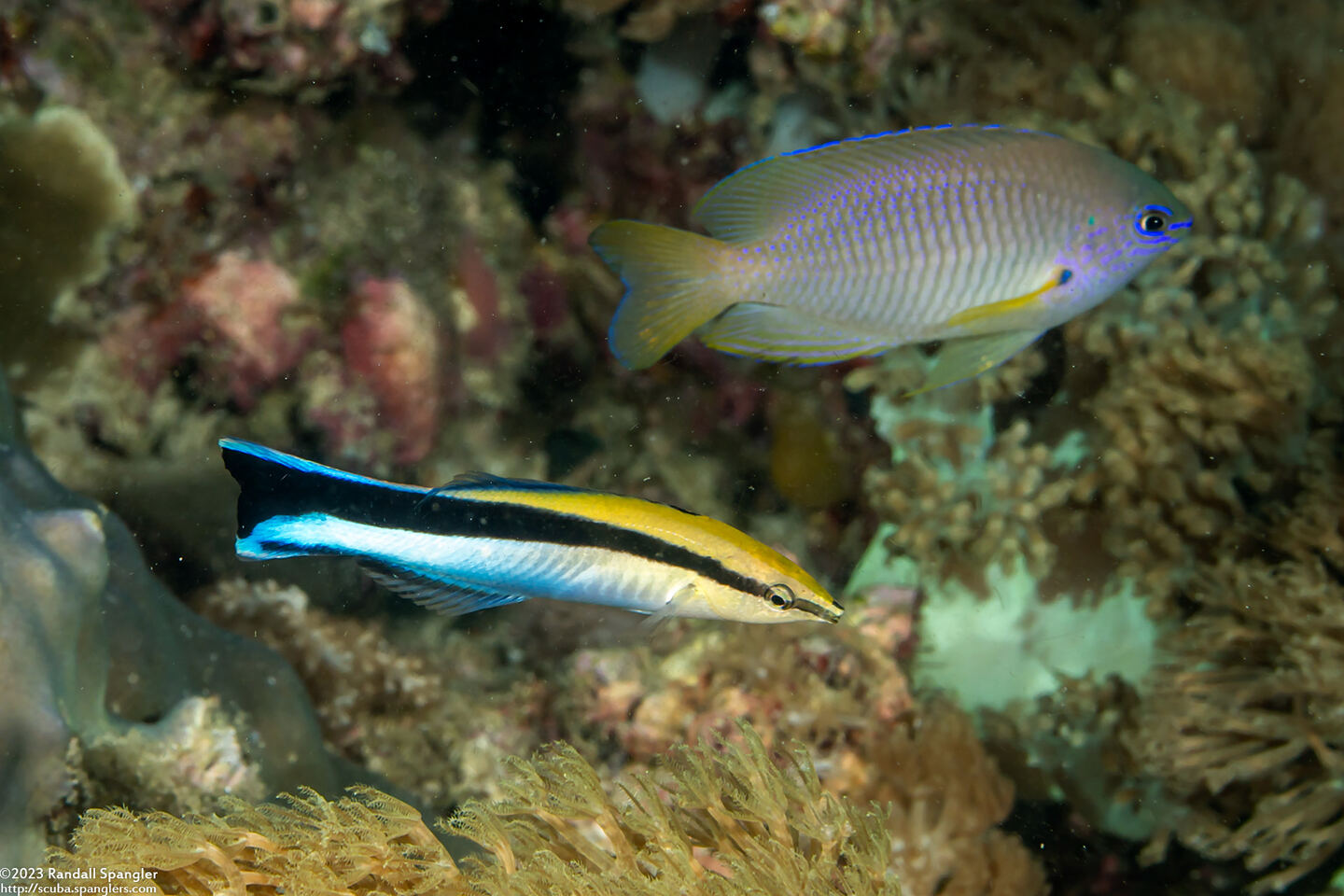 Labroides dimidiatus (Bluestreak Cleaner Wrasse)