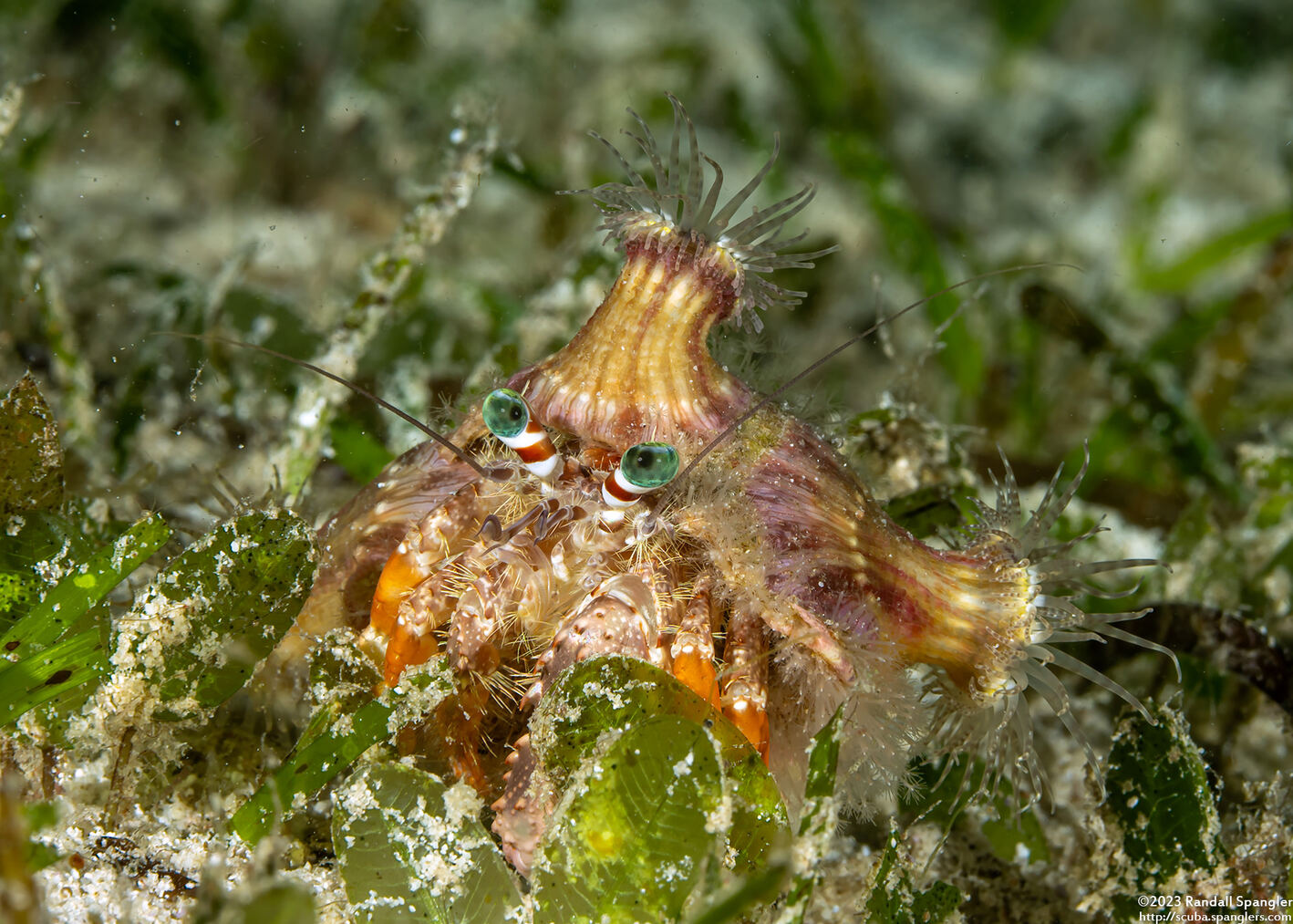 Dardanus pedunculatus (Anemone Hermit Crab)