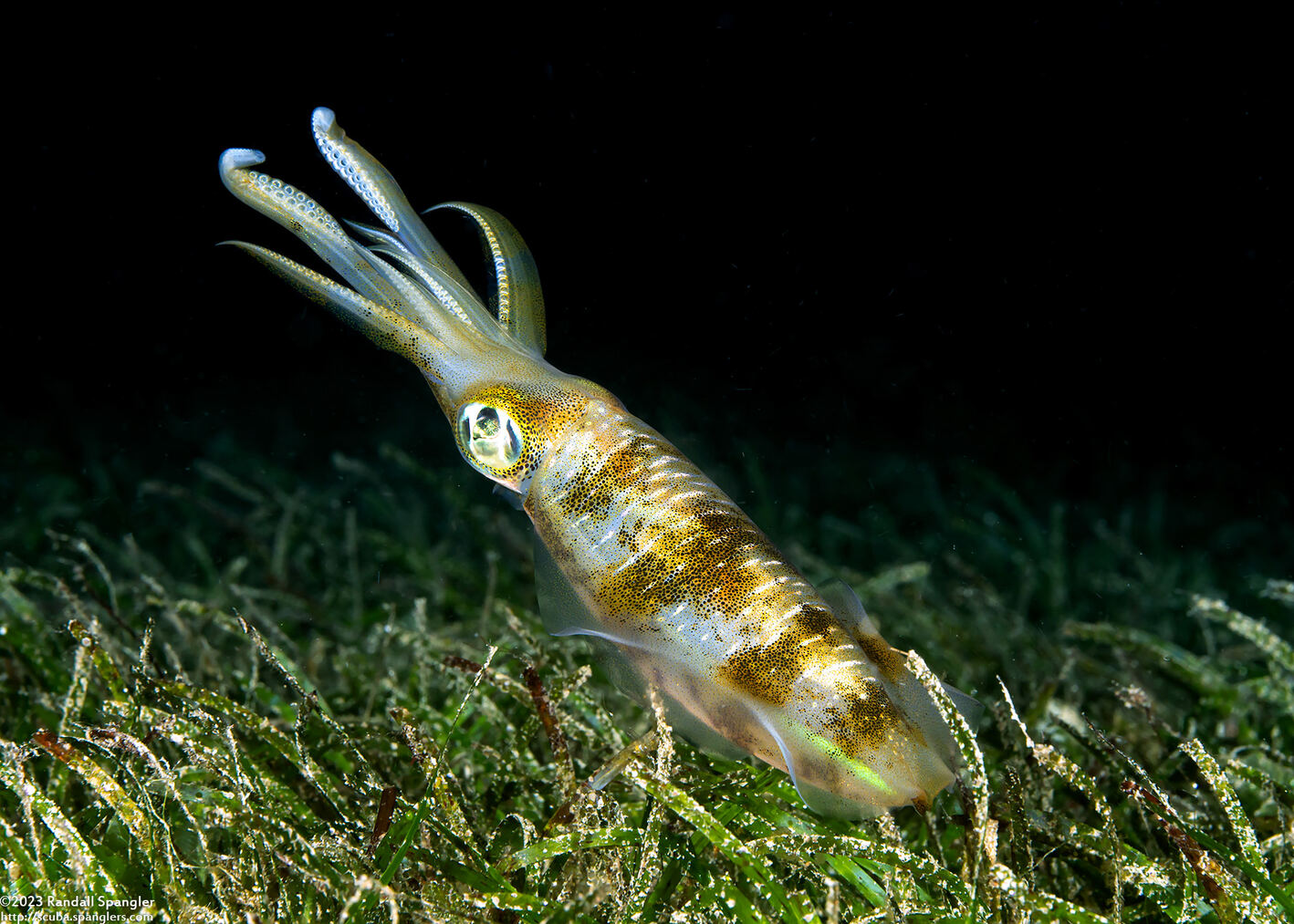 Sepioteuthis lessoniana (Bigfin Reef Squid)