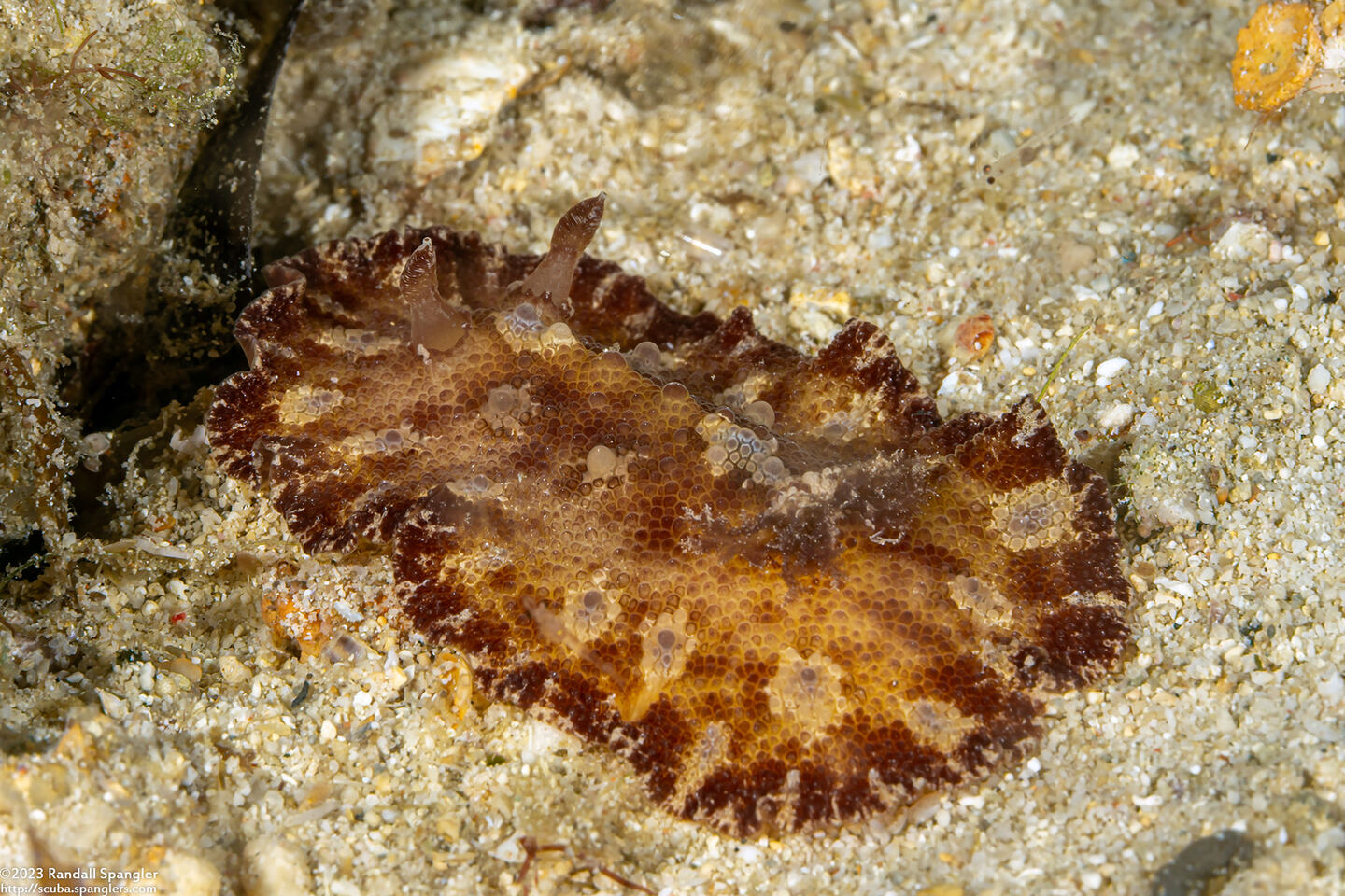 Discodoris cebuensis (Cebu Discodoris)