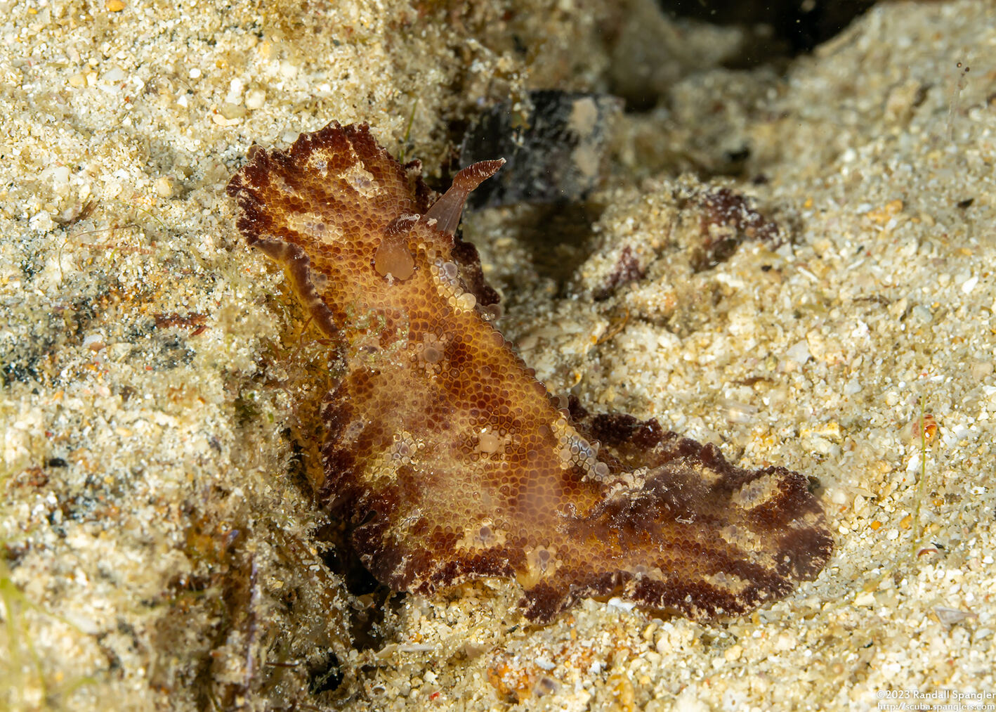 Discodoris cebuensis (Cebu Discodoris)