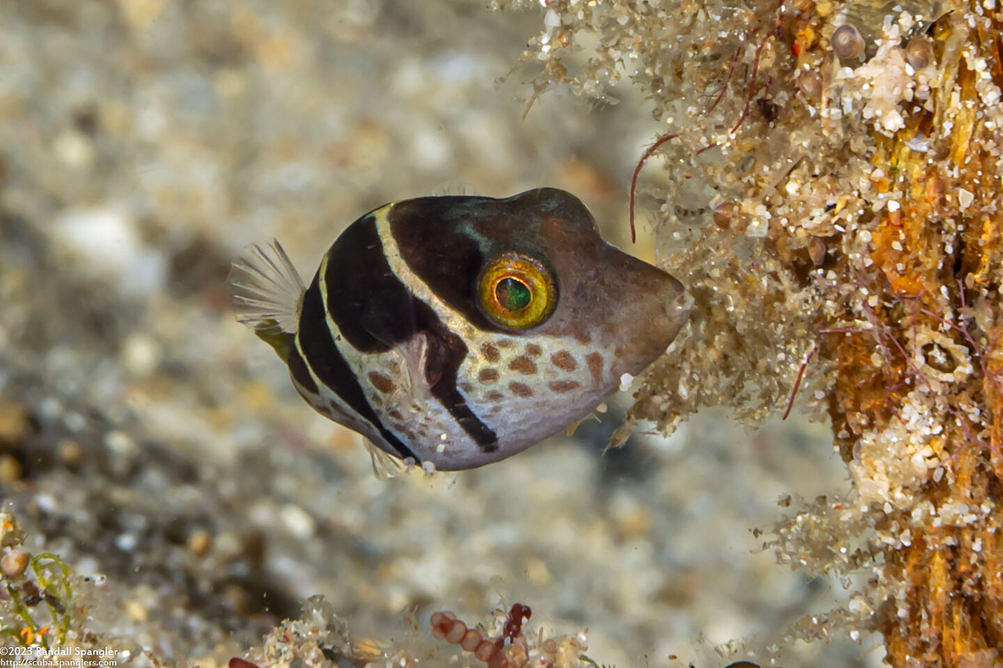 Canthigaster valentini (Black-Saddled Toby)