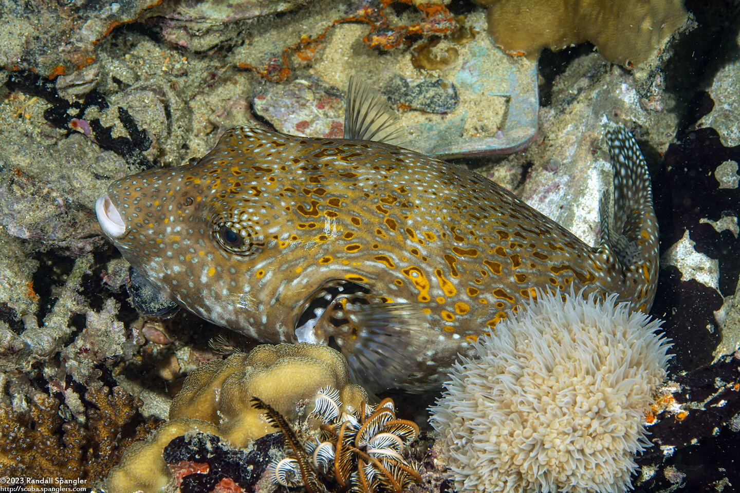 Arothron mappa (Map Puffer)