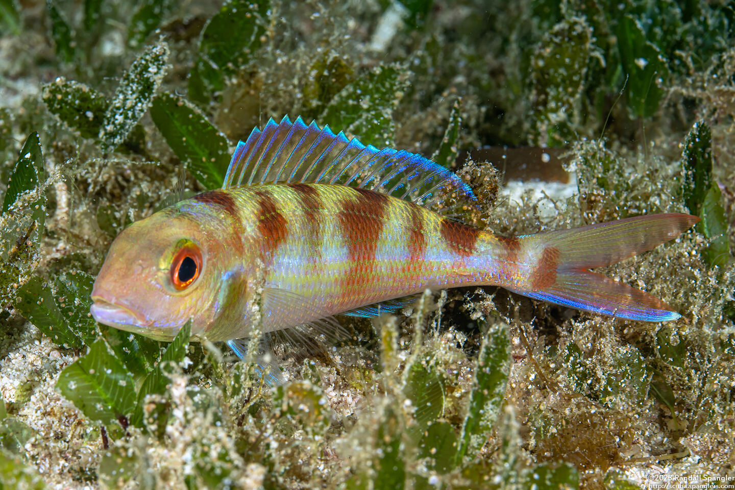 Nemipterus furcosus (Fork-Tailed Threadfin Bream)