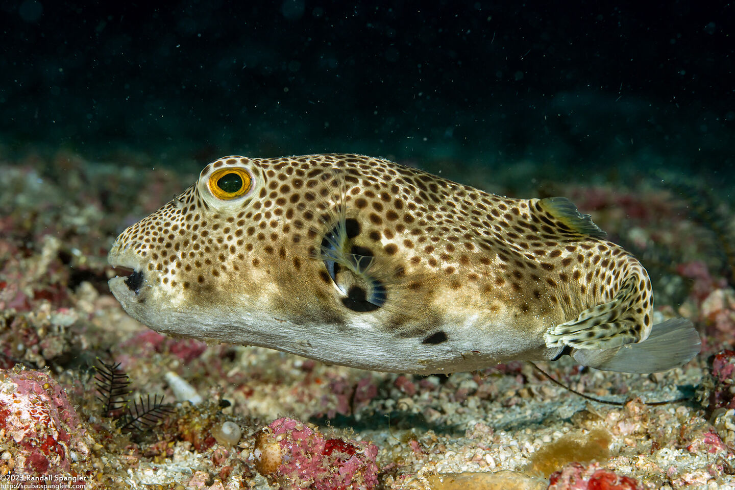 Arothron stellatus (Star Puffer)