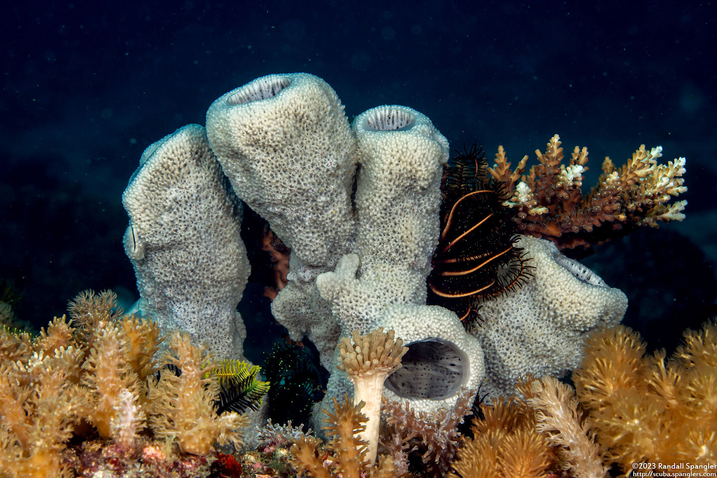 Amphimedon sp.1 (Vase Sponge)