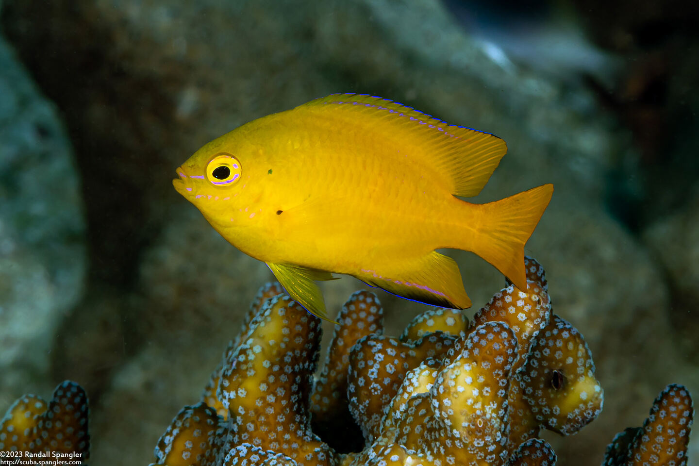 Pomacentrus moluccensis (Lemon Damsel)