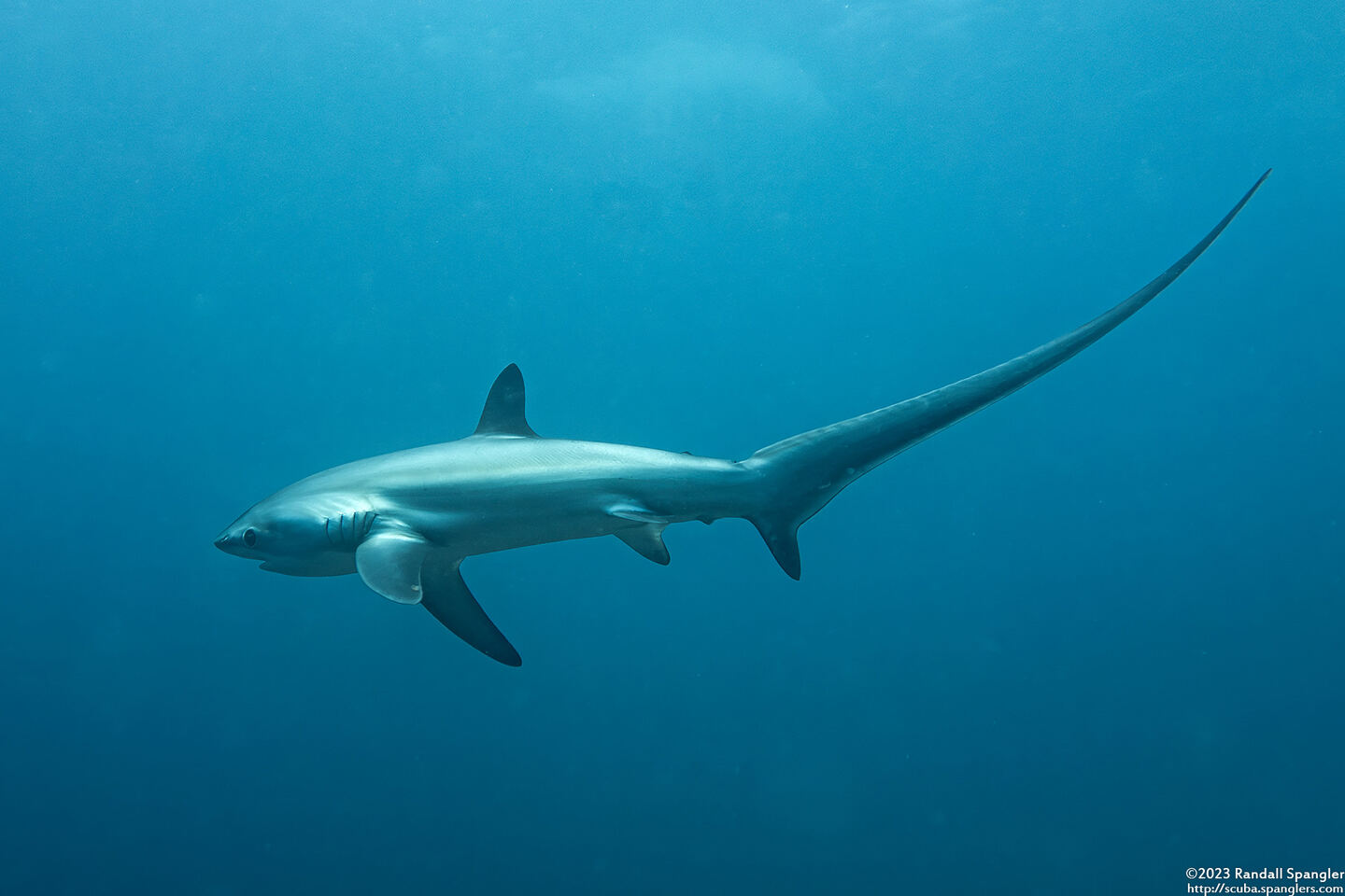 Alopias pelagicus (Pelagic Thresher Shark)