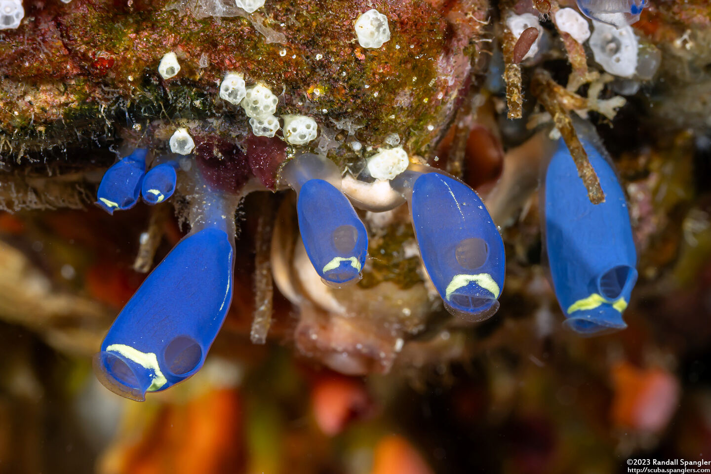 Clavelina robusta (Robust Clavelina)