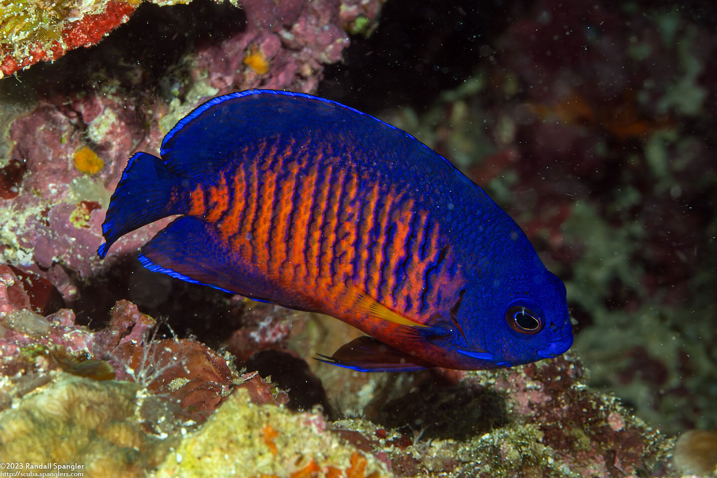 Centropyge bispinosa (Two-Spined Angelfish)