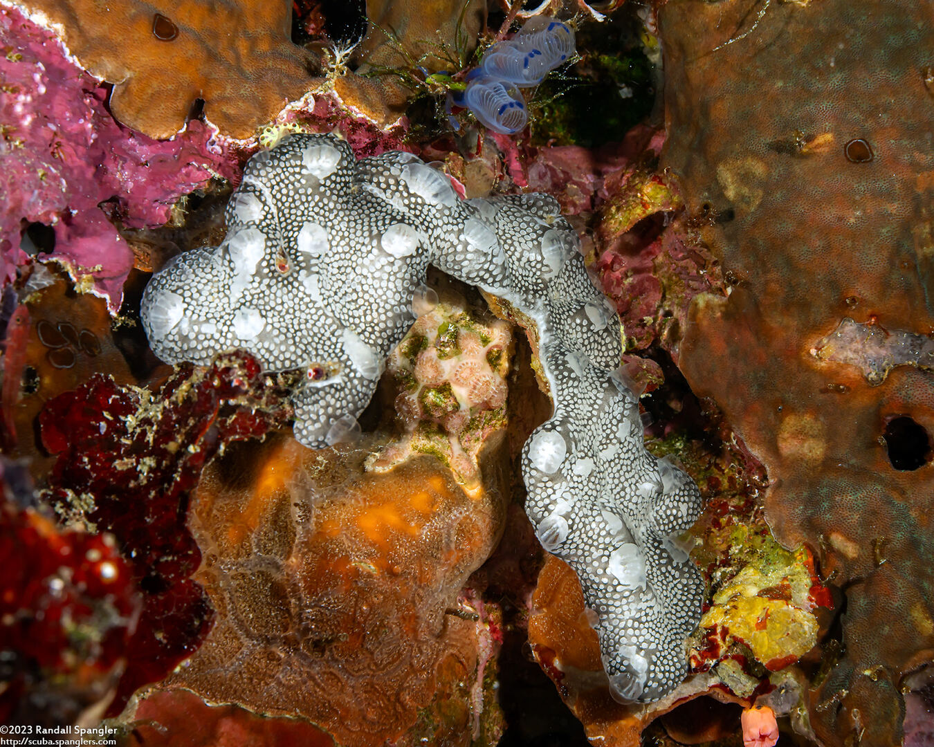 Leptoclinides cf. reticulatus (Leptoclinides cf. Reticulatus)