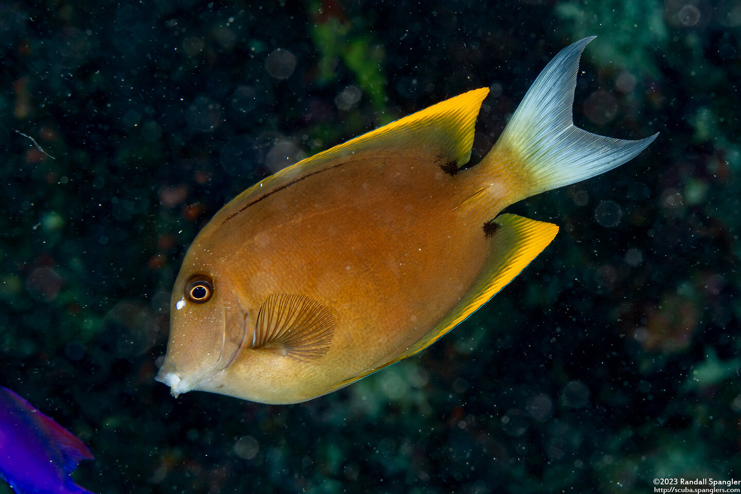 Ctenochaetus tominiensis (Tomini Bristletooth)