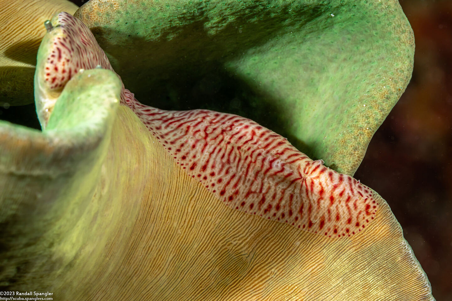 Coeloplana wuennenbergi (Leather Coral Comb Jelly)