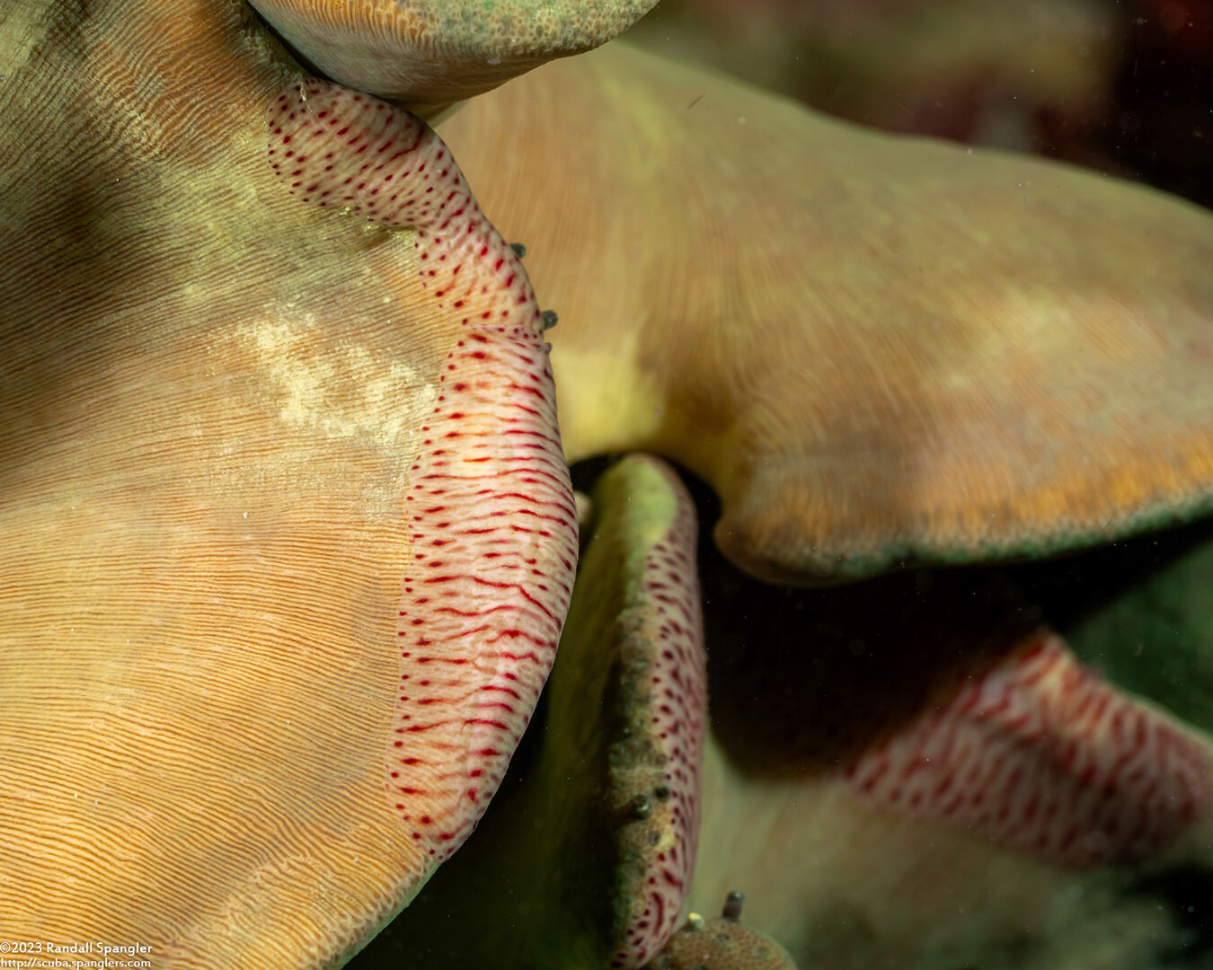 Coeloplana wuennenbergi (Leather Coral Comb Jelly)