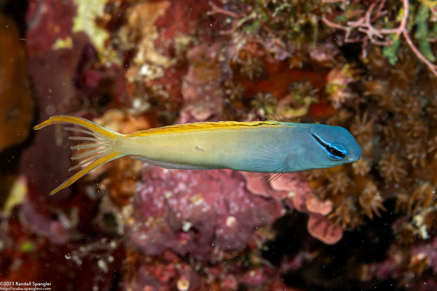 Meiacanthus atrodorsalis (Yellowtail Fangblenny)