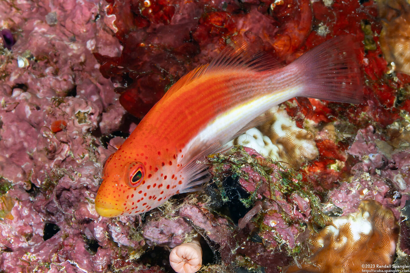 Paracirrhites forsteri (Freckled Hawkfish)