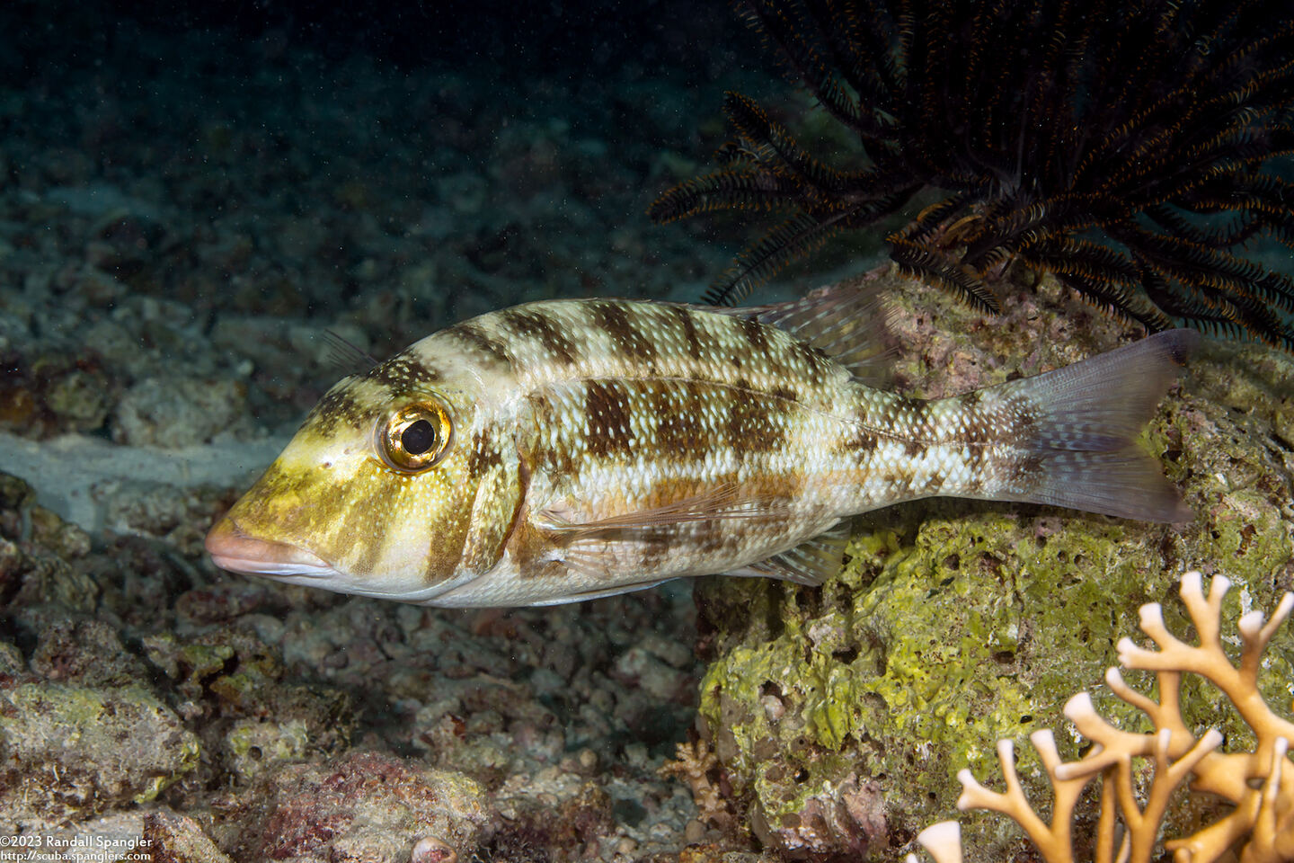 Lethrinus obsoletus (Orange-Striped Emperor)