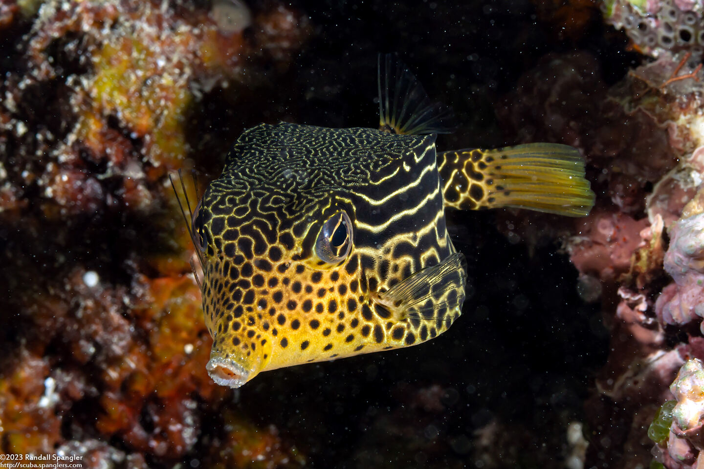 Ostracion solorense (Solor Boxfish)