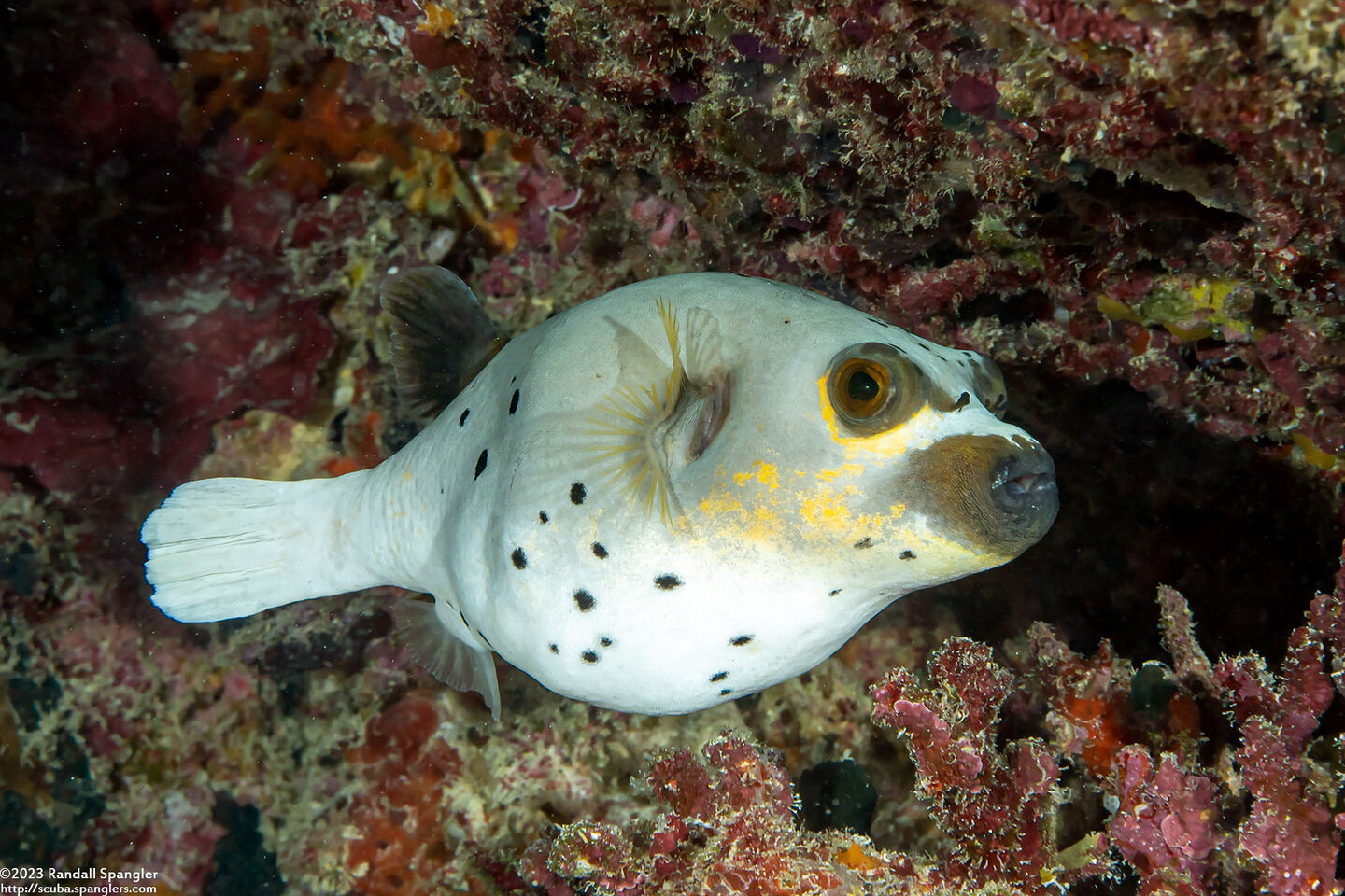 Arothron nigropunctatus (Blackspotted Puffer)