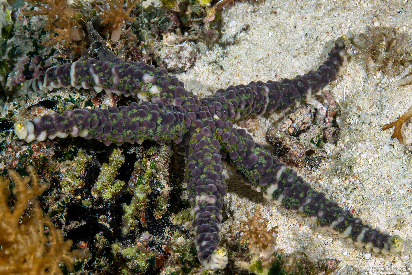 Echinaster callosus (Warty Sea Star)
