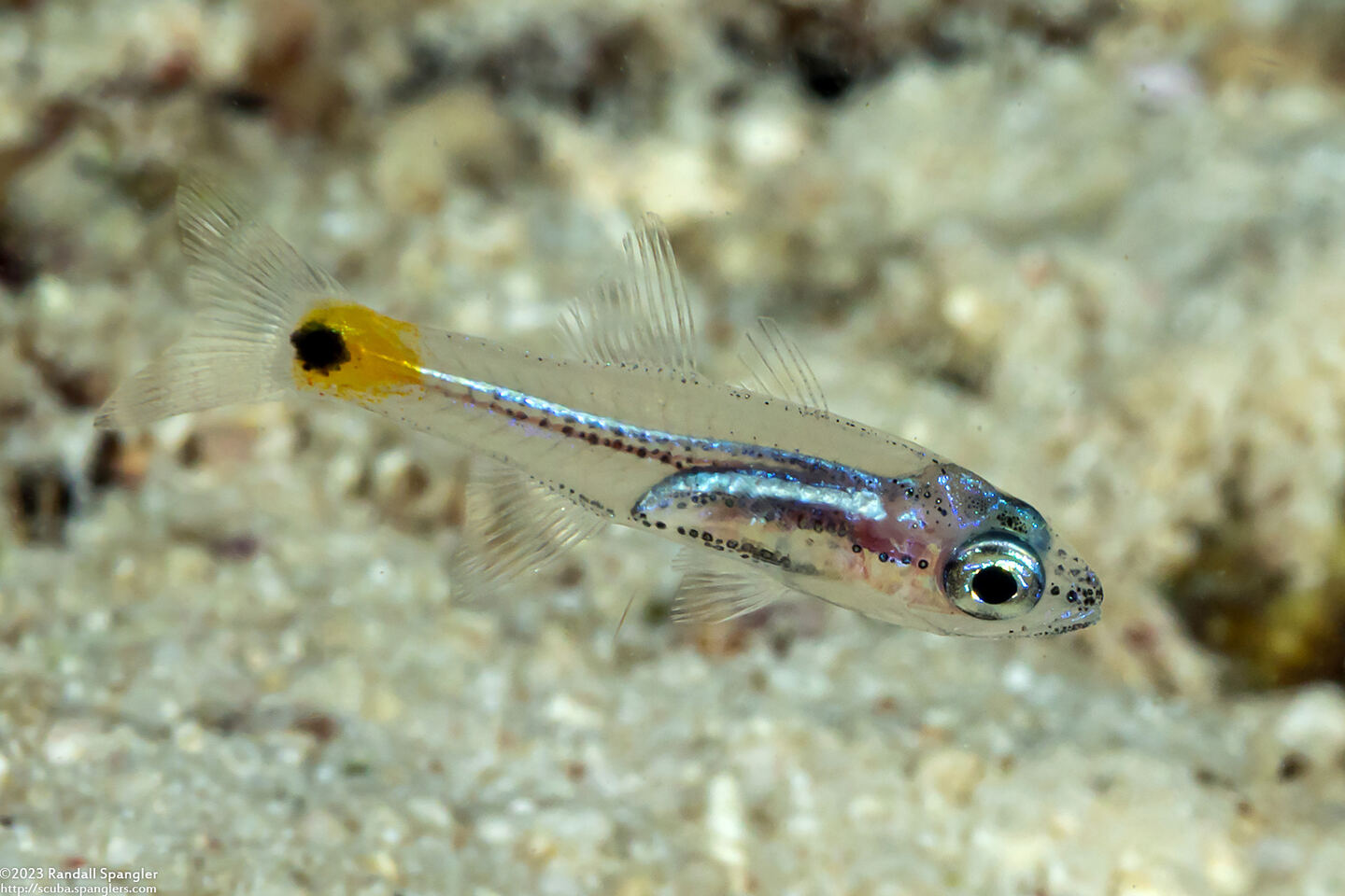 Cheilodipterus quinquelineatus (Fivelined Cardinalfish)
