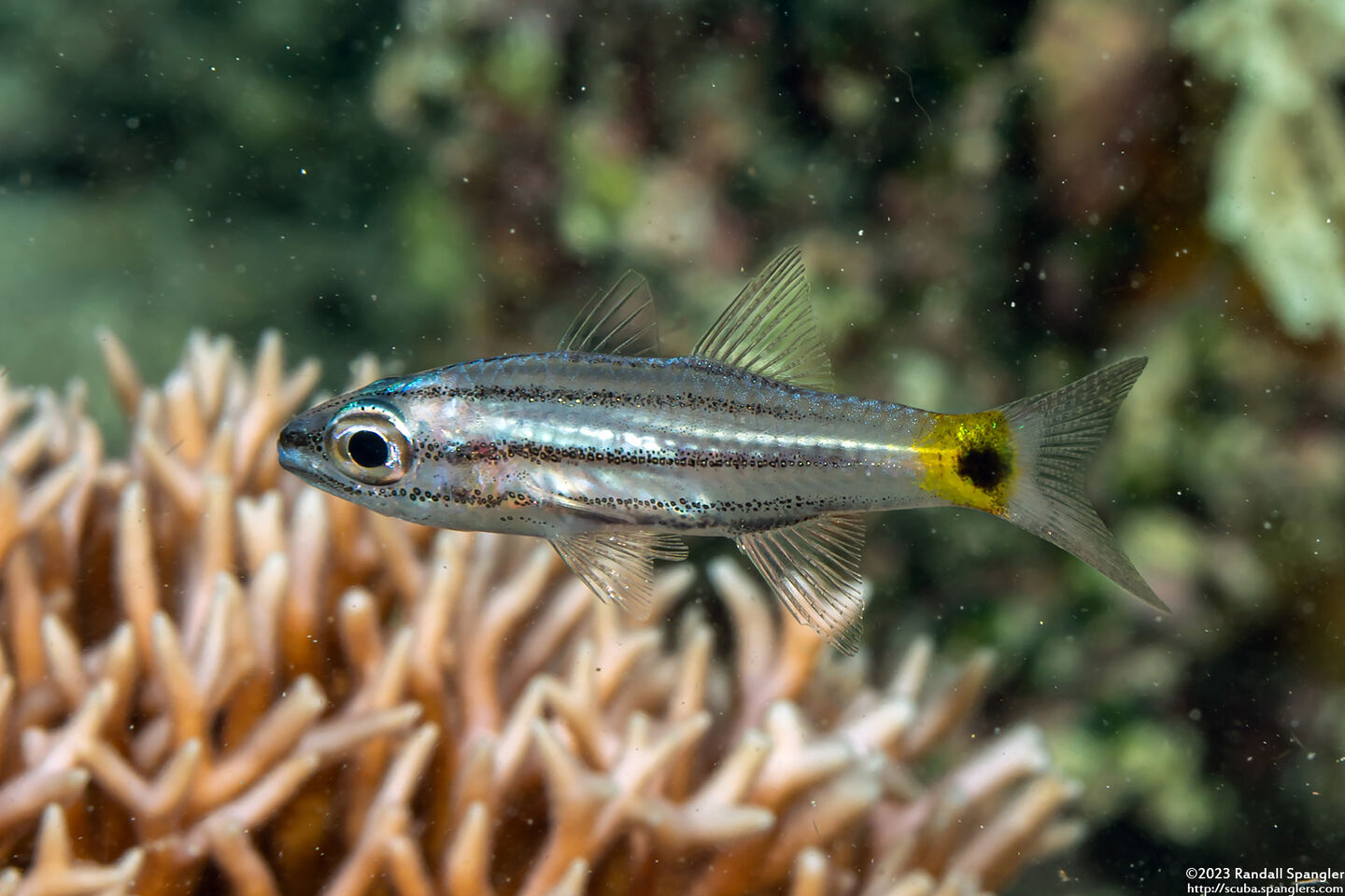 Cheilodipterus quinquelineatus (Fivelined Cardinalfish)